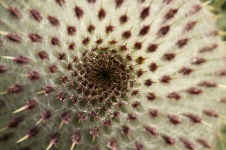 Close-up of unopened thistleの写真素材