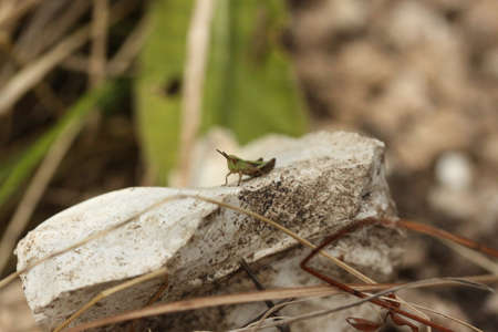 Grasshopperの写真素材