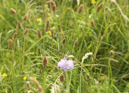 Ribwort plantainの写真素材