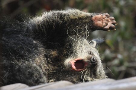 Yawning binturongの写真素材