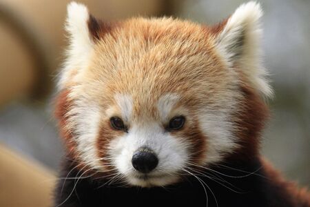 Red panda