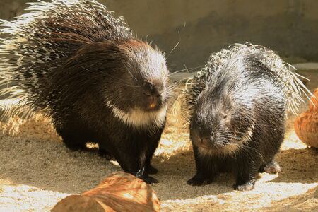 Captive porcupinesの写真素材