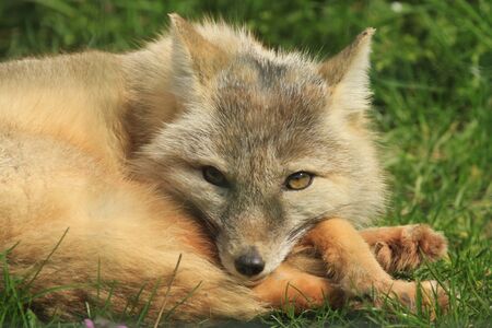 Corsac foxの写真素材