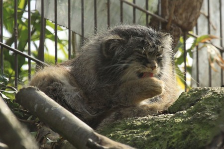 Washing pallas cat in captivityの写真素材