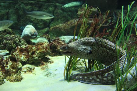 Moray eel
