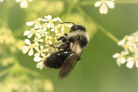 Ashy mining beeの写真素材