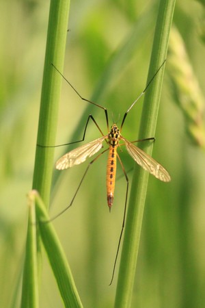 Crane fly