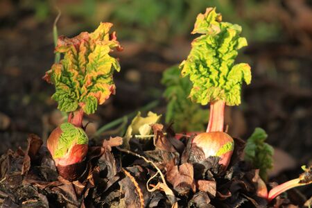 Rhubarb stemsの写真素材