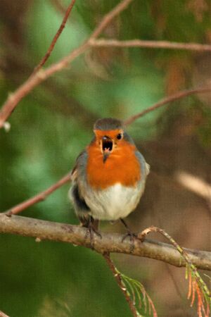 Robin with open beak