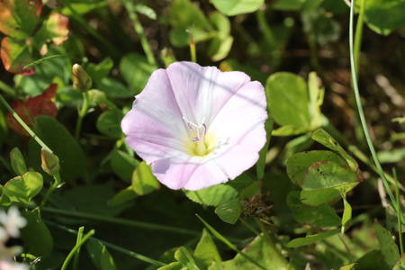 Pink bindweedの写真素材