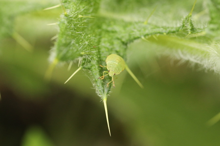Shieldbug