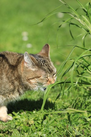 Cat eating grassの写真素材
