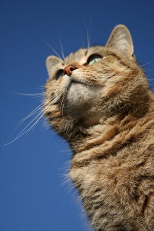 Cat standing under blue skyの写真素材
