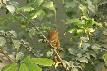 marmoset pygmy