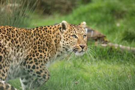 Amur leopard