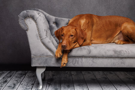 Dog breed Rhodesian Ridgeback on a gray sofa. Studio shot.の写真素材