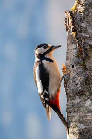 Great spotted woodpecker (Dendrocopos major)の写真素材