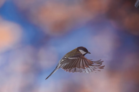 Great tit, Parus major, single bird in flight, against blue backgroundの写真素材