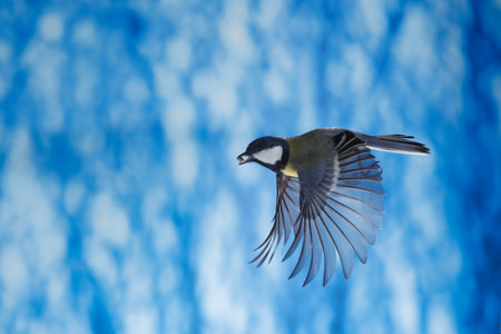 Great tit, Parus major, single bird in flight, against blue backgroundの写真素材