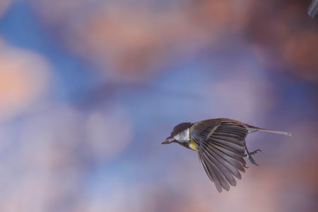 Great tit, Parus major, single bird in flight, against blue backgroundの写真素材
