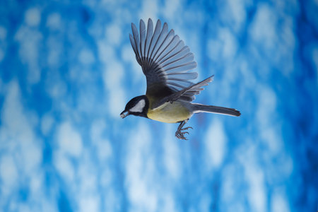 Great tit, Parus major, single bird in flight, against blue backgroundの写真素材