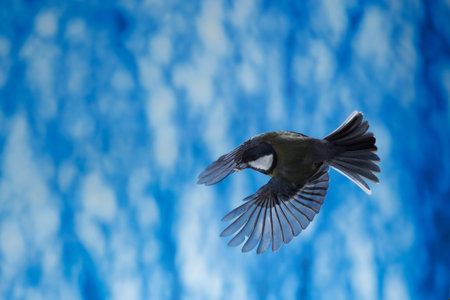 Great tit, Parus major, single bird in flight, against blue backgroundの写真素材