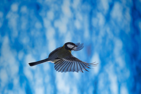 Great tit, Parus major, single bird in flightの写真素材