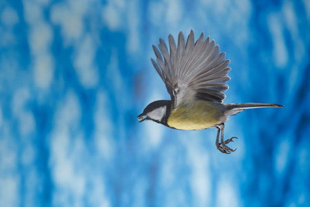 Great tit (Parus major) in flight on a blue backgroundの写真素材