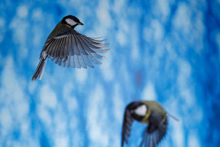 Great tit, Parus major, single bird in flight, against blue backgroundの写真素材