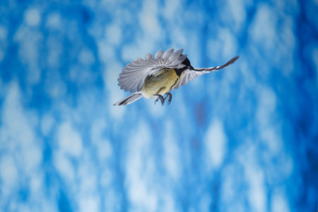 Great tit, Parus major, single bird in flight,の写真素材
