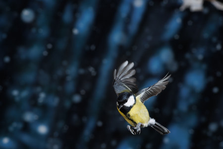 Great tit, Parus Major, single bird in flightの写真素材