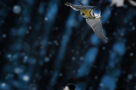 blue tit, single bird in flight in snowy forestの写真素材