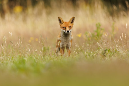 Red fox (Vulpes vulpes) standing in the grass