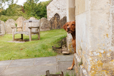 Hungarian Vizsla dog sitting in front of an old churchの写真素材