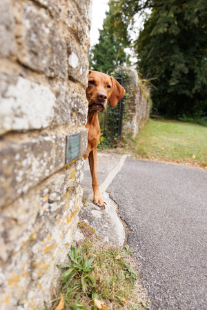 Hungarian Vizsla dog sitting on a stone wallの写真素材