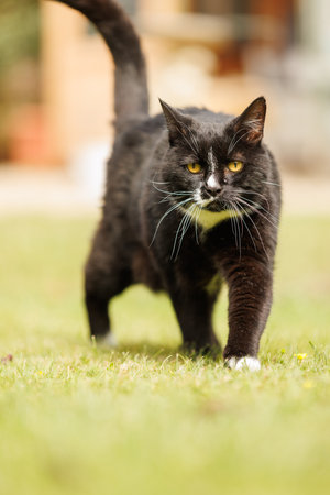 Beautiful black and white cat walking on the grass in the gardenの写真素材