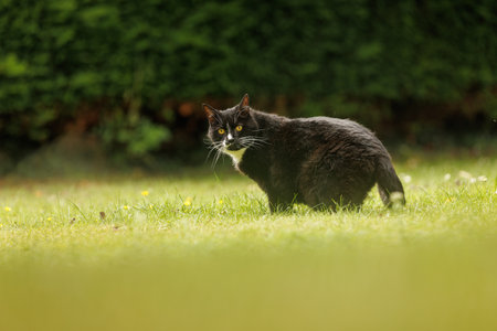 A black and white cat standing on the grass in the garden.の写真素材