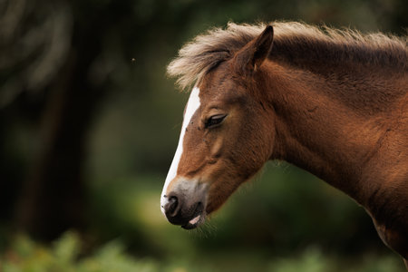 A head shot of a New Forest foal in a field.の写真素材