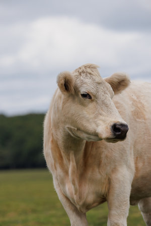 Portrait of a white cow on a green meadow, UK New Forestの写真素材