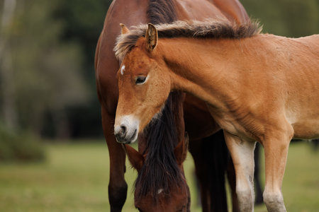 New Forest foal on pasture in sunny autumn day.の写真素材