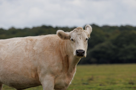 Portrait of a white cow on a green meadow in summer New Forestの写真素材