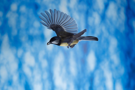 Great Tit (Pycnonotus major) in flight.の写真素材