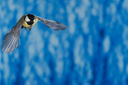Great tit (Parus Major) in flight with a blue backgroundの写真素材