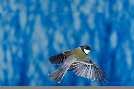 Great tit (Parus major) in flight on a blue backgroundの写真素材