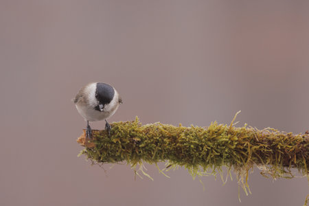 Marsh tit, single bird on branchの写真素材