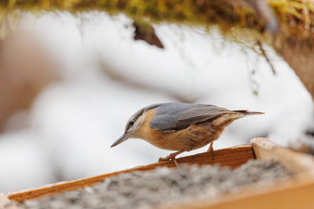 Nuthatch on a bird feeder in the winter forest.の写真素材