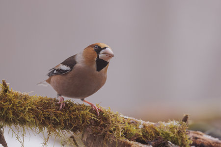 Hawfinch (Coccothraustes coccothraustes)の写真素材