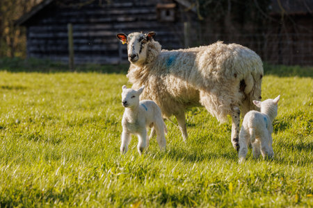 Sheep and lambs in a green meadow in springtimeの写真素材