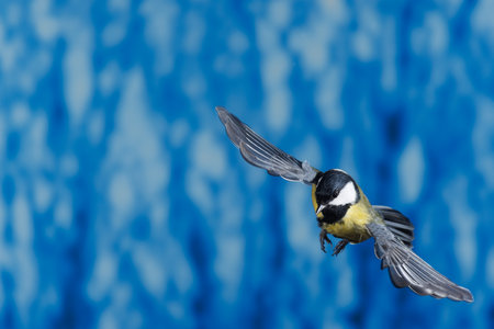 Great tit, Parus major, single bird in flightの写真素材