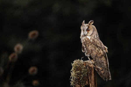 Long-eared owl, Asio otus, single bird on postの写真素材